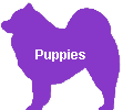 Puppies